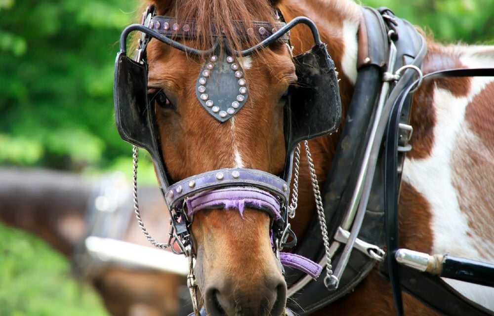 carriage horse harness