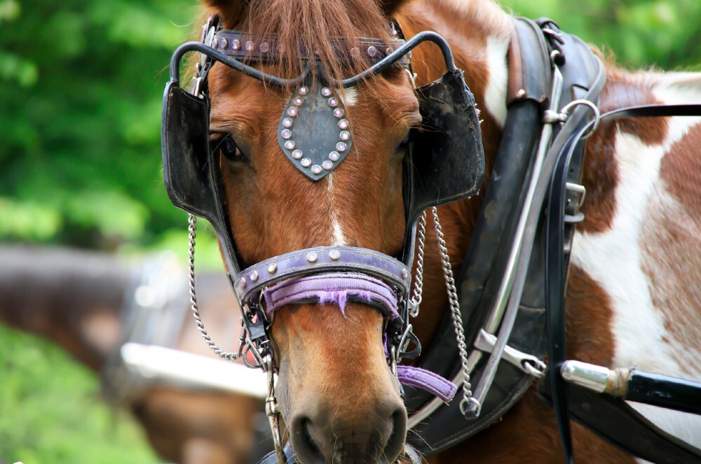 carriage horse harness