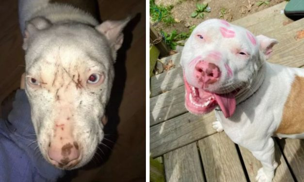 Mail Carrier Adopts Injured Dog She Found on The Street Near Dogfighting ‘Ring’