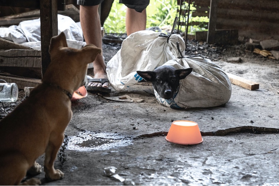 Puppy looks at dog in sack