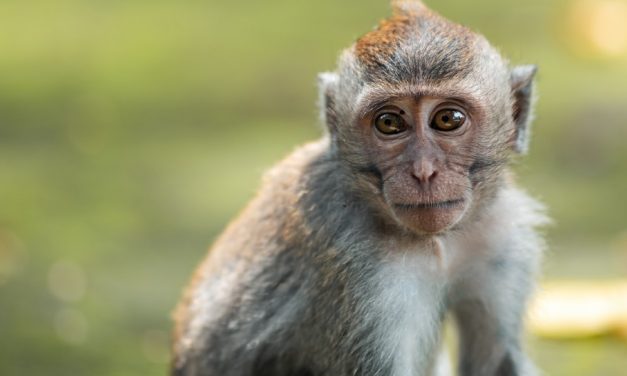 Victory for Primates! EGYPTAIR To Stop Shipping Monkeys for Cruel Experiments
