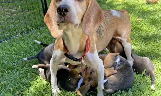 Senior Beagle Rescued from Cruel Experiments Finds Forever Home with Prince Harry and Meghan Markle