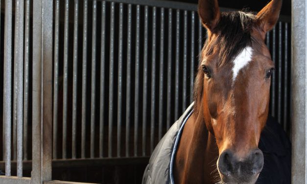 SIGN: Ban Horse Racing in California, Where Horses Are Drugged, Beaten and Killed