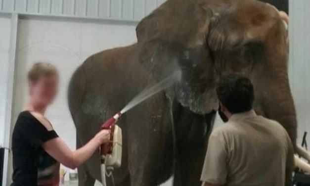 SIGN: Stop Exploiting Elephants for Entertainment at Indiana Wildlife Exhibit 