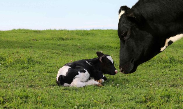 Health and Social Justice Groups Challenge USDA Over ‘Forcing’ Cow’s Milk on Lactose-Intolerant Students