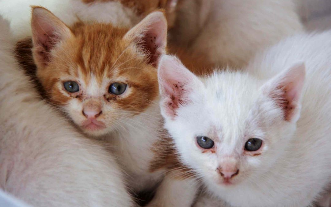 SIGN: Justice for Kittens Kicked, Crushed and Killed on Snapchat