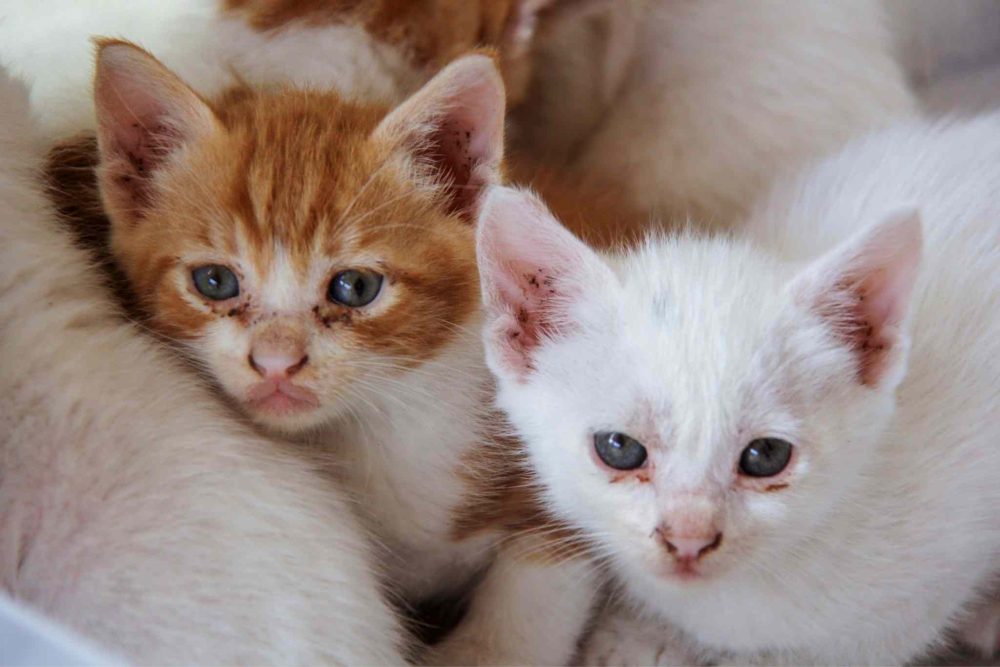 sad kittens