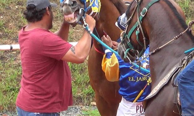 Horses at Georgia Race Track Whipped, Shocked, Drugged, and Killed, New PETA Investigation Shows