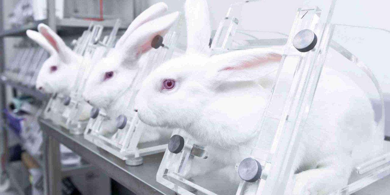 animal tests