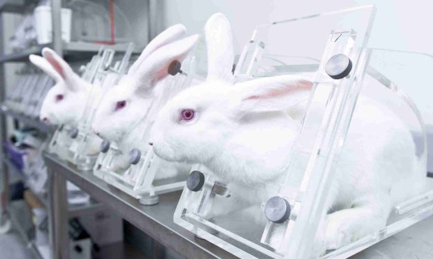 SIGN: Pass New York Ban on Selling Cosmetics Cruelly Tested on Animals