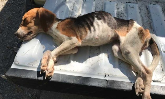 SIGN: Justice for Dogs Starved To Death By Repeat Animal Cruelty Offender