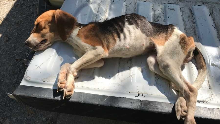 Starved beagle