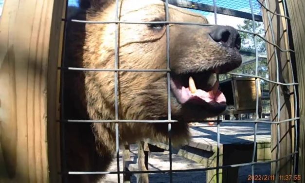 Florida Roadside Zoo ‘Single Vision’ Being Investigated For Wild Animal Interactions