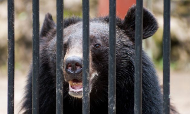 Animal Welfare Groups to Vietnamese Government: Cruel Bear Bile Farming Must End