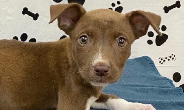 SIGN: Justice for Puppy Tied Up And Thrown in Dumpster To Die