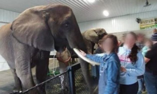 Indiana Wildlife Exhibitor Fined $8,000 for Welfare Violations Has History of ‘Lying’ to Feds, Affidavits Reveal