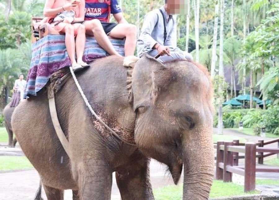 mason elephant rides