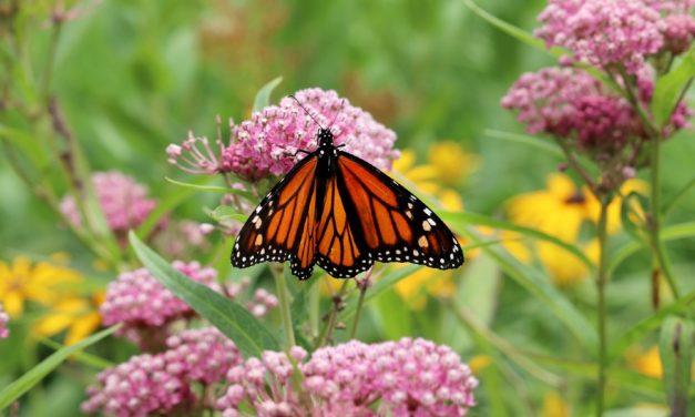 Migratory Monarchs Listed as ‘Endangered’ — And How You Can Help