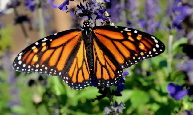 SIGN: Protect Monarch Butterflies Before They Go Extinct