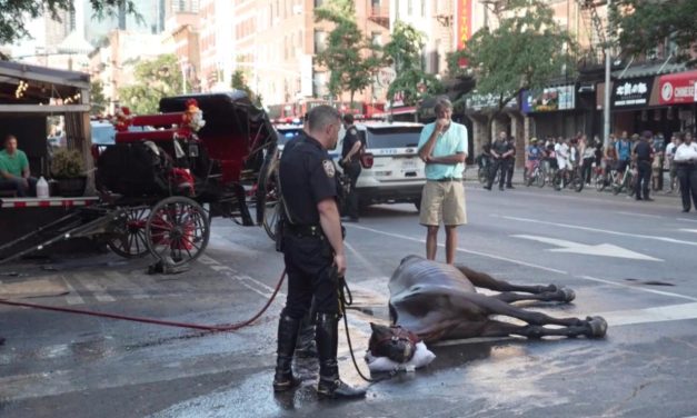 PETITION UPDATE: Sick Horse Who Collapsed During NYC Carriage Ride Has Died