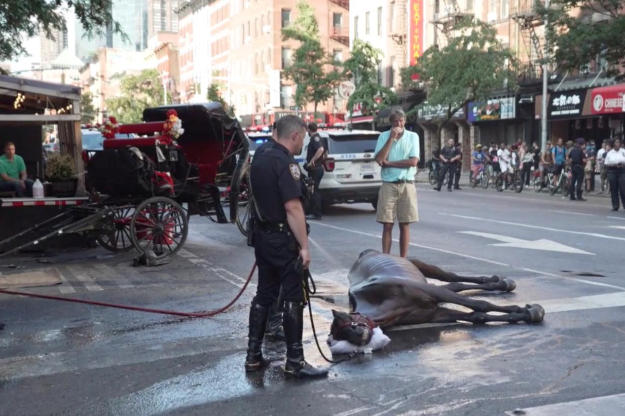 horse drawn carriage collapse