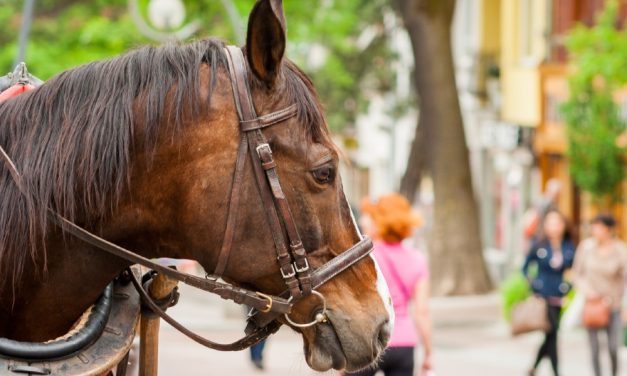 SIGN: Ban Cruel Horse-Drawn Carriage Rides in New York City