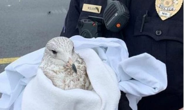 PETITION UPDATE: No Justice For Sea Gulls Intentionally Run Over And Killed in Prince George’s County