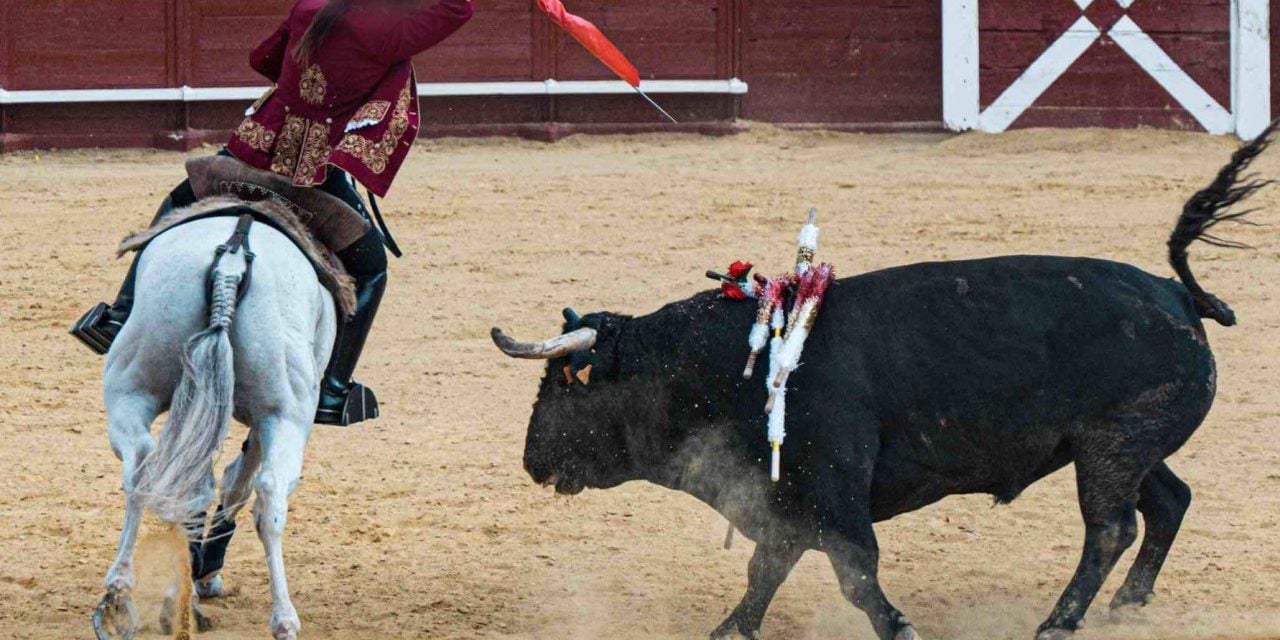 Bull being stabbed