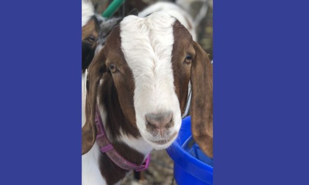SIGN: Justice for Beloved Goat Seized from 10-Year-Old Girl and Sent to Slaughter