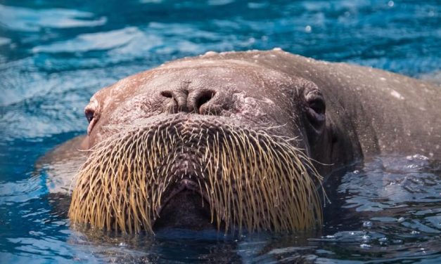SIGN: Justice for Beloved Walrus Killed Just Because She Drew Crowds