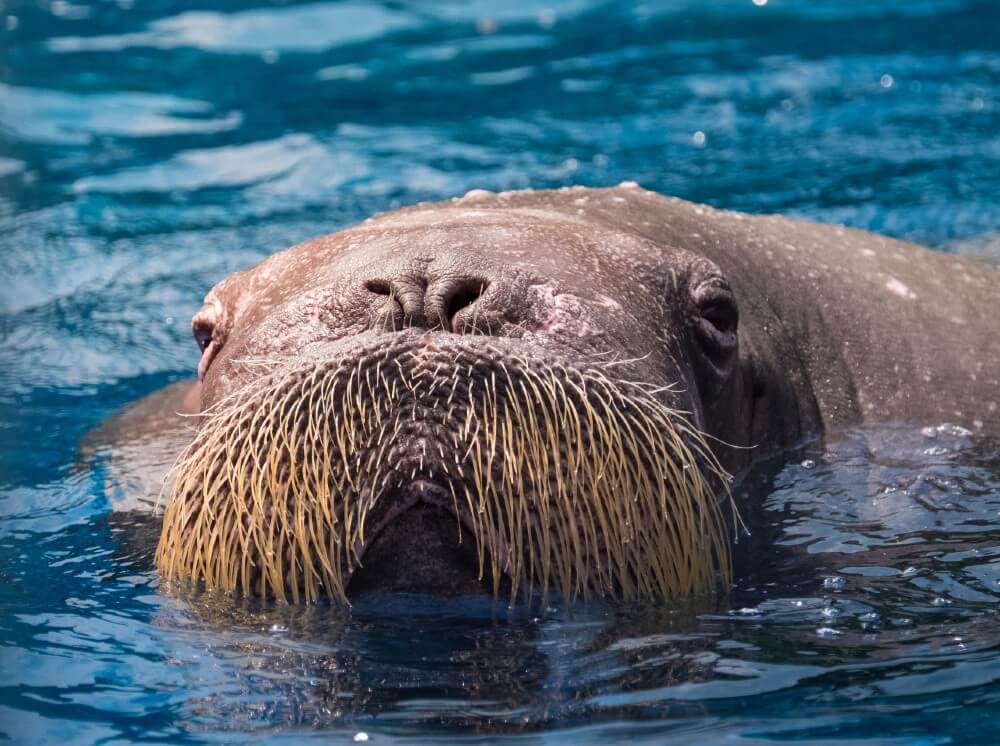 female walrus