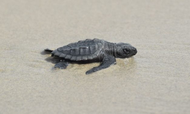 Endangered Baby Turtles Spotted in Louisiana For First Time in 75 Years