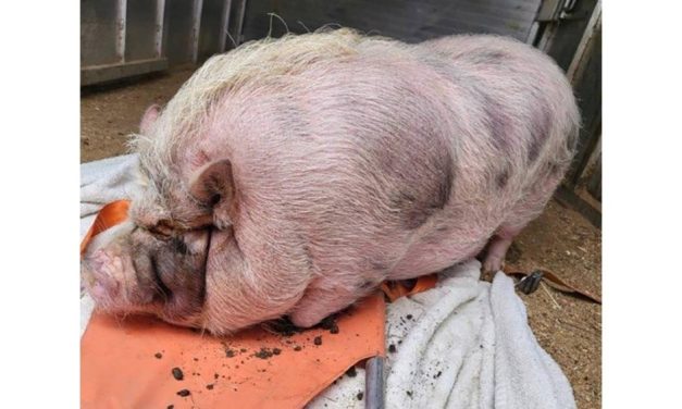 SIGN: Justice for Sweet Pig Kept in ‘Dungeon-Like’ Basement