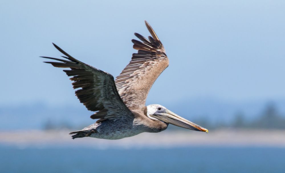 Pelicans Saved from the Brink of Starvation Released Back to the Wild
