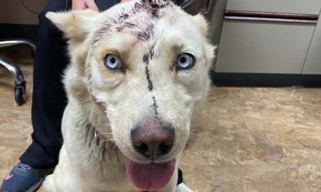SIGN: Justice for Rikki, Husky Shot in Head and Left To Suffer