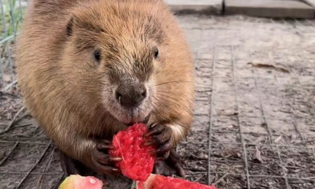 Animals at Wildlife Rehab Get a ‘Sweet’ Surprise After Watermelon Accident