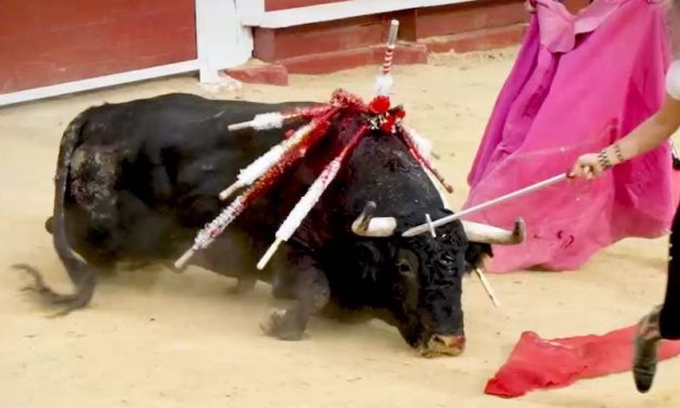 SIGN: Justice for Bulls Stabbed, Killed, and Dragged at Horrific Spanish Bullfight
