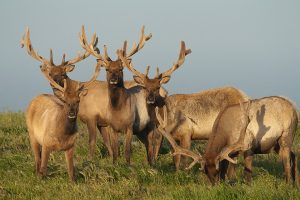 Tule Elk Point Reyes California herd