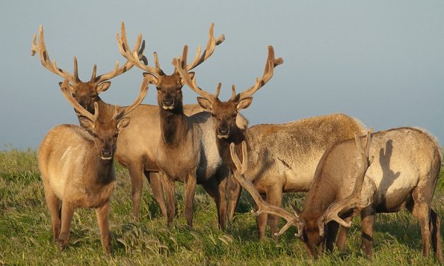 Cattle Ranching in California is Polluting the Homes of Rare Tule Elk