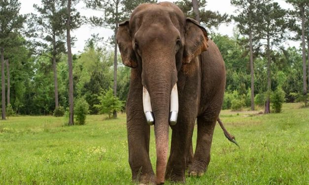 Bo, Former Circus Elephant, Celebrates One-Year Anniversary of Sanctuary Life