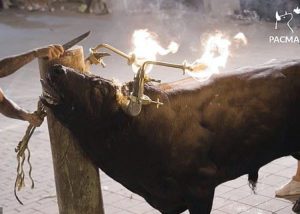 bull bulls spain fire abuse