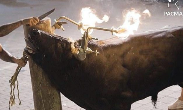 SIGN: Justice for Bulls with Horns Set on Fire at Brutal Spanish ‘Festival’
