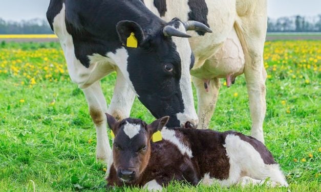 Dutch City Bans Meat Ads to Curb Climate Change