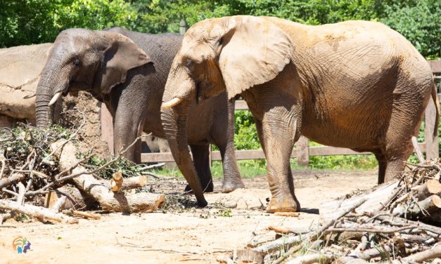 Three Aging Elephants To Move From Zoo to Elephant Sanctuary in Tennessee