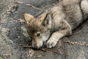 Gray wolf pup
