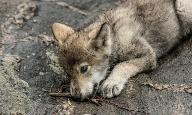 SIGN: Stop the Massacre of Sweden’s Endangered Wolves