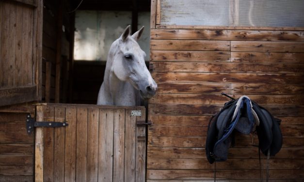 PETITION UPDATE: Spanish City Phasing out Cruel Horse-Drawn Carriages After Horse Collapsed in Heat Wave