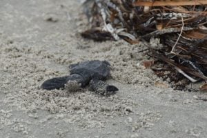 Kemps Ridley sea turtle