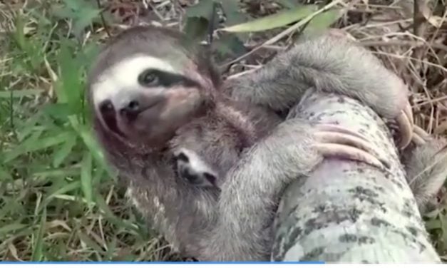 VIDEO: Baby and Mama Sloth Reunited After Bolivia Wildfire