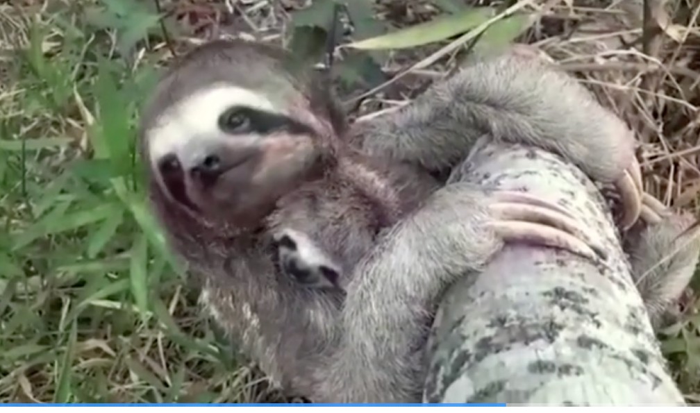 Mama and baby sloth